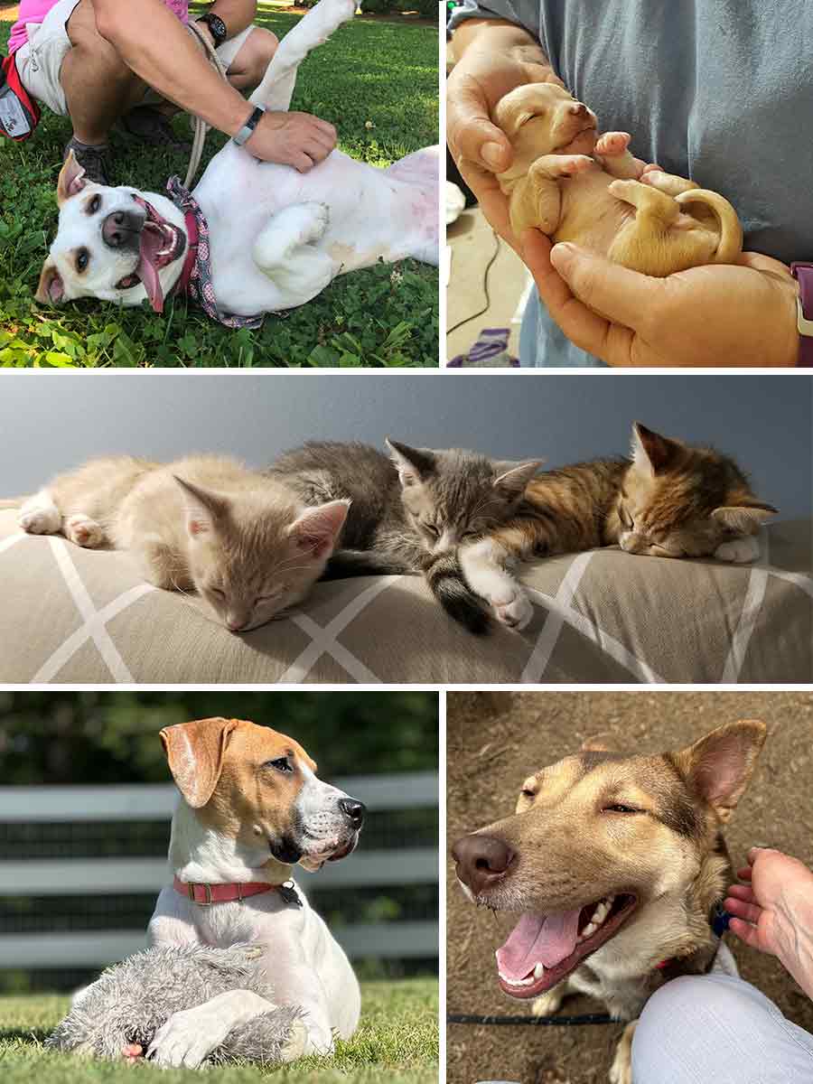 Foster a pet
