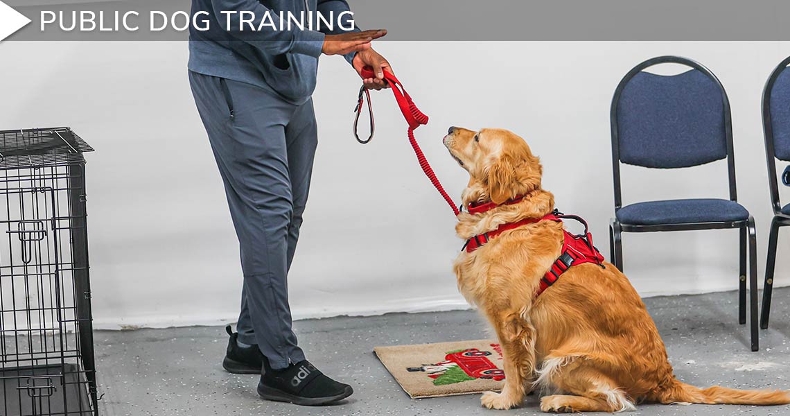 Affordable Training for Puppies and Adult Dogs Mostly Mutts Backup