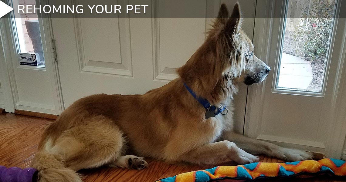 Rehoming Your Pet Mostly Mutts Backup