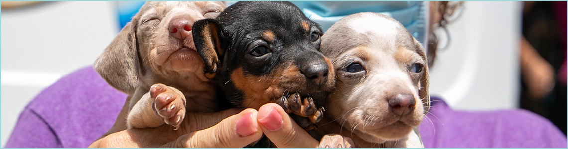 Three rescue puppies being gently held in someone's hands at Mostly Mutts Animal Rescue