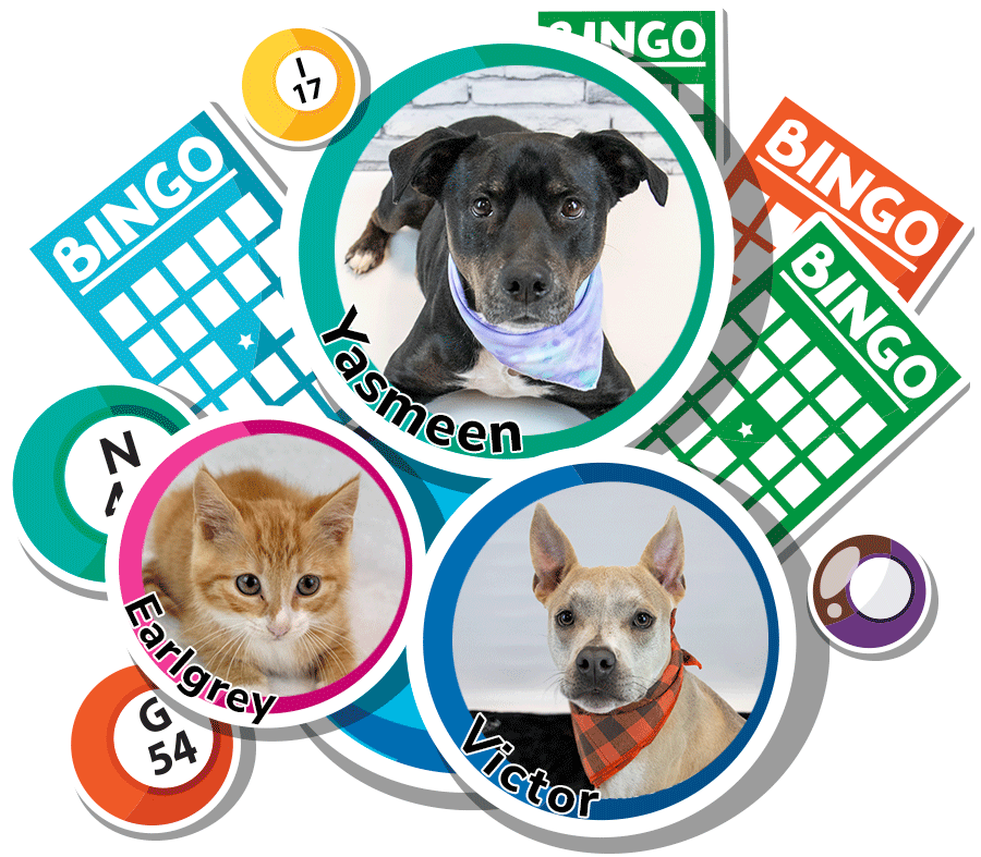 Mostly Mutts Bingo Pets
