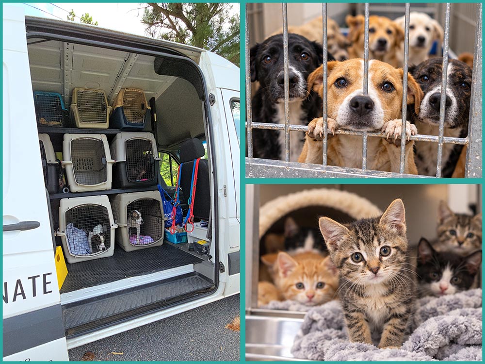 Rescue animal featured in the Mostly Mutts donation appeal