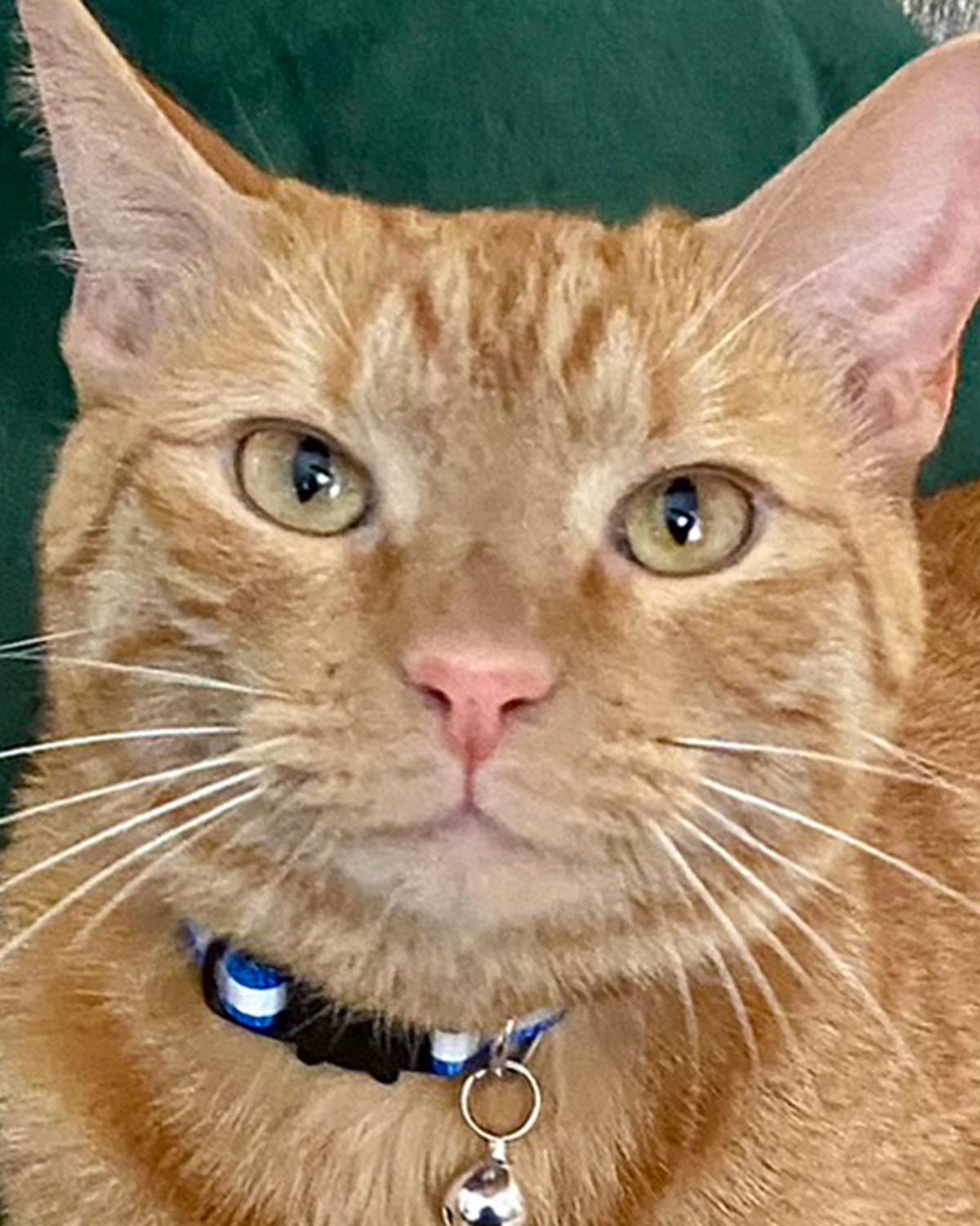 Albie